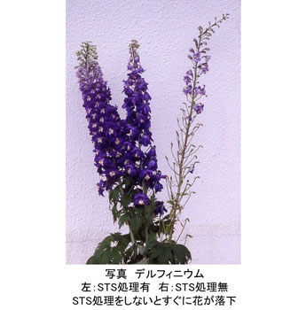 金が上がると切り花の日持ちが短くなる【花づくりの現場から　宇田明】第79回