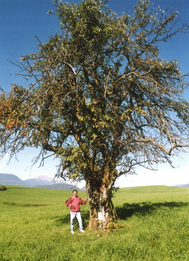 協会に救われた樹齢100年以上のリンゴの木。一緒に写っているのは筆者