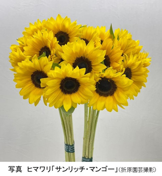 花コラム62写真
