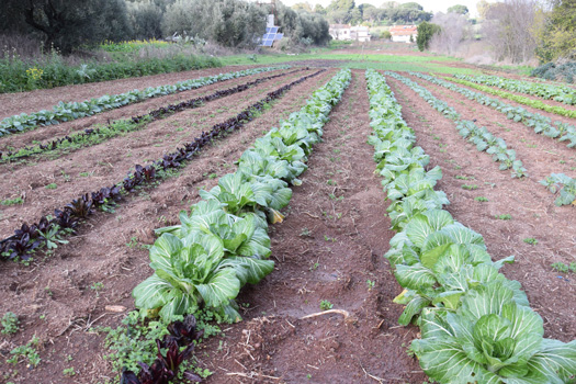 クリスティアンさんの畑