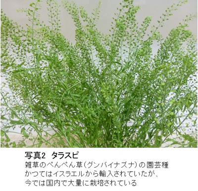 花は見られて飽きられる【花づくりの現場から　宇田明】第71回
