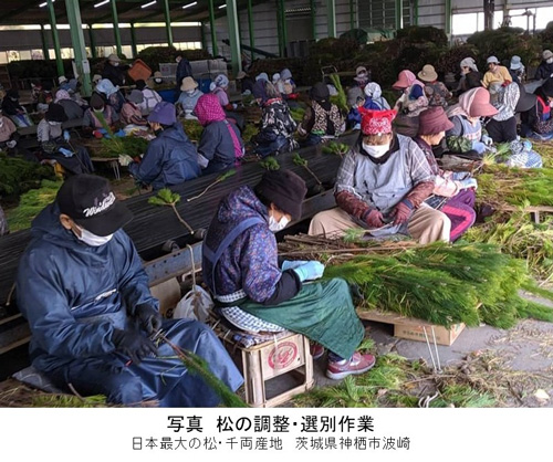 お正月の伝統花材「松・千両」の消費と生産が減っている