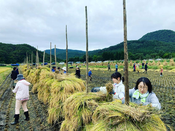 天日干しの「くい掛け」(facebookから)