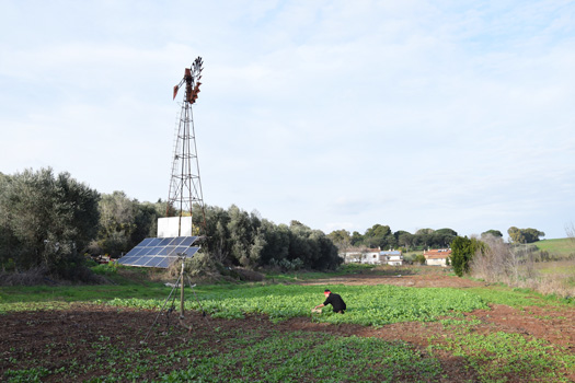 野菜を収穫するクリスティアンさん