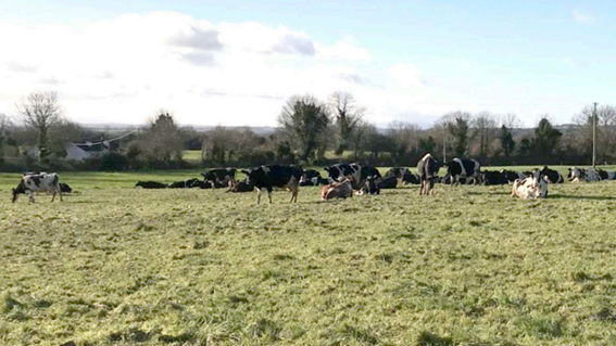 アイルランド南部の酪農風景