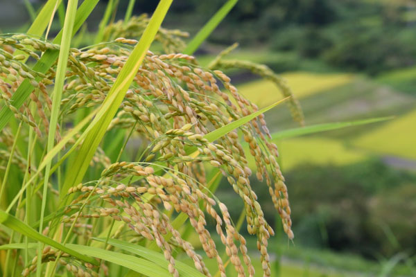 昔の農村今の世の中サムネイル・本文