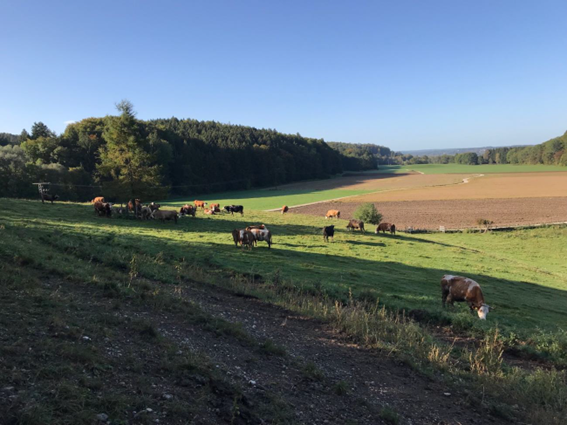 写真：グレンツバッハ農場での放牧風景