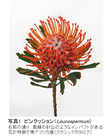 花は見られて飽きられる【花づくりの現場から　宇田明】第71回