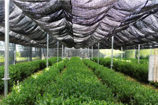 営農型太陽光発電設備を活用した碾茶被覆栽培