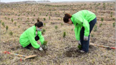 九十九里浜での植林の様子