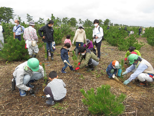 東日本大震災復興事業でクロマツ苗を植樹
