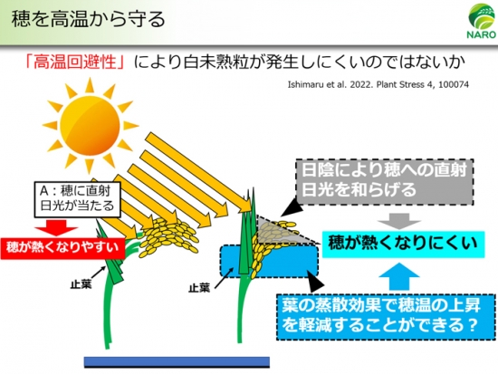 「にじのきらめき」の高温回避性