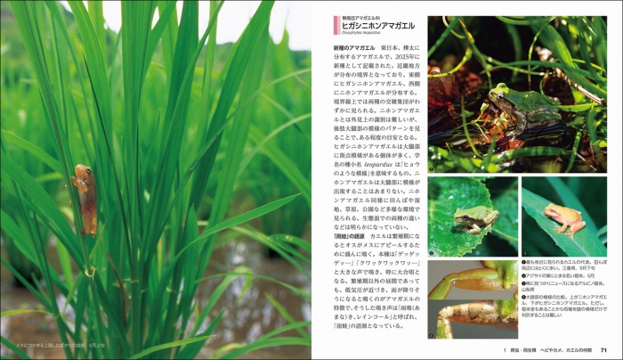 新たな外来種や近年分類が分かれた種など新規掲載種を追加