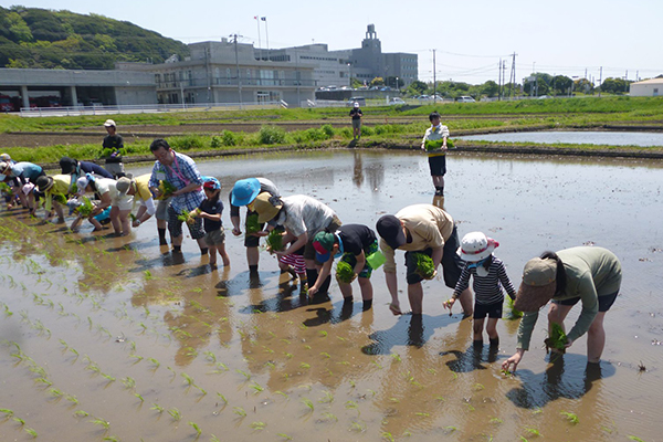 田植え経験