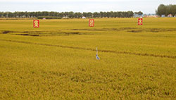 米の農業集団の刈り取り前の水稲