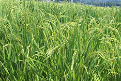 【2016年 ＪＡの米実態調査から】主食用米 東日本で減少　飼料用米は増加