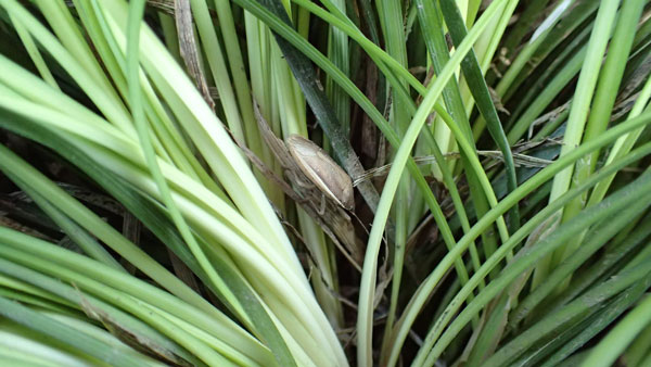 ジャノヒゲの株内で越冬中の成虫　提供：埼玉県防虫害防除所