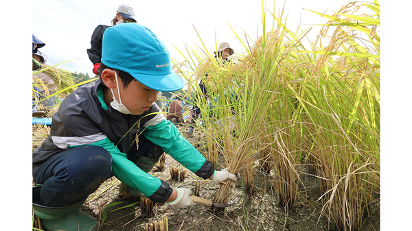 一足早い秋の実り　標高約350mの樫田地域で児童が稲刈り体験　大阪府高槻市.jpg