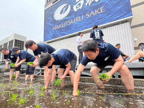 白鶴の社員による天空農園での田植え
