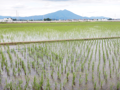 【緊急寄稿・米産地の声】「現在の適正価格は5キロ3500円」ＪＡ北つくば（茨城）川津修組合長