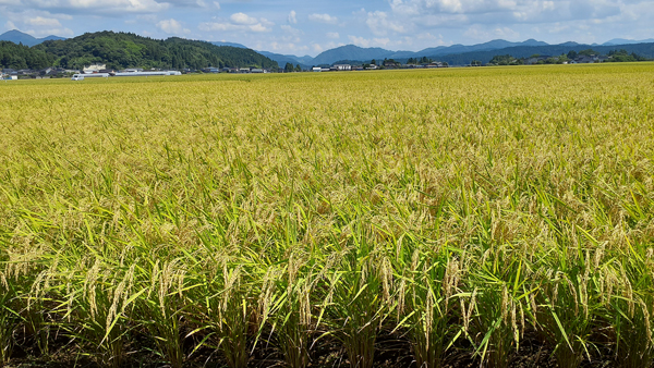 登熟期を迎えたＪＡ秋田しんせい管内の水稲。水不足、高温による生育の影響が心配されている。