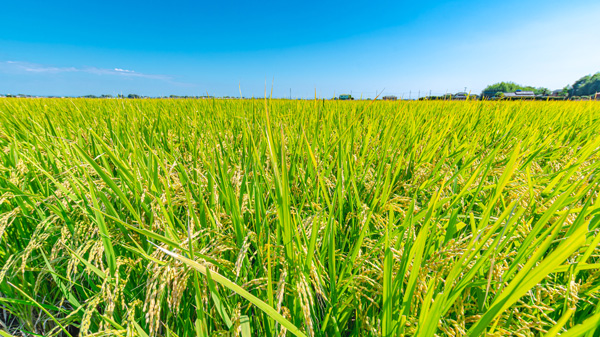 【全農　23年産米 生産・集荷・販売方針】（1）適正米価と需給均衡へ　計画生産進め理解醸成