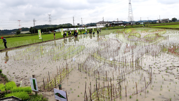 滋賀県甲賀田んぼアート体験を行う水田（提供：甲賀市）