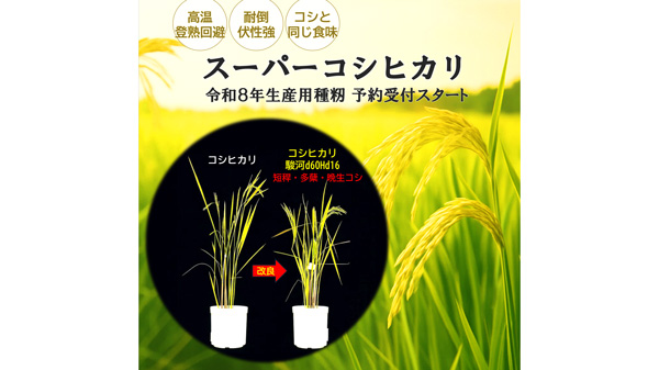 気候変動に強い「スーパーコシヒカリ」発売　ニューディメンジョンDNA研究所.jpg