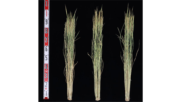 左から「ＺＲ２」、「とよめき」、「にじのきらめき」