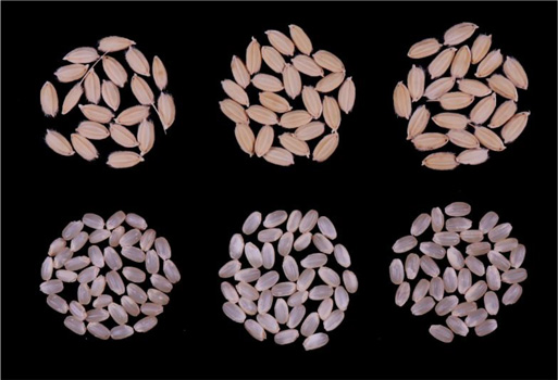 左が「ＺＲ２」の籾と玄米、中は「とよめき」、右は「にじのきらめき」