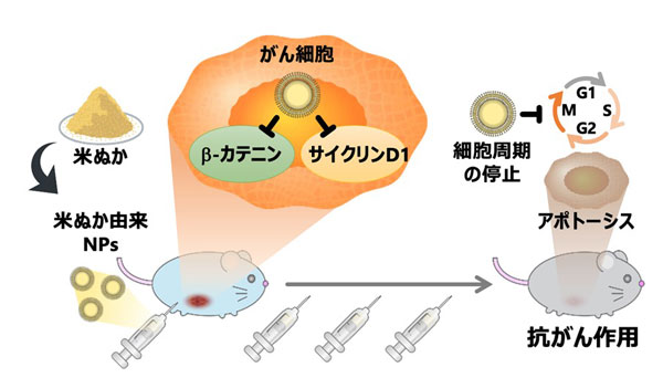 研究概要。rbNPsは細胞周期を停止させ、アポトーシスを誘導することで抗がん作用を示すことが明らかになった