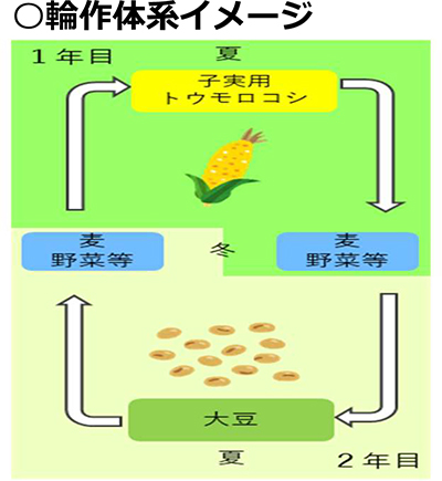 米穀生産集荷対策部特集の図表 (4)