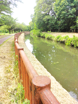 見沼田んぼに水を運ぶ見沼代用水東縁。徳川吉宗の命で1728年から新田開発が進められた。