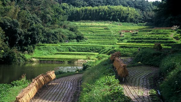 標高が高い山間棚田地帯で栽培される
