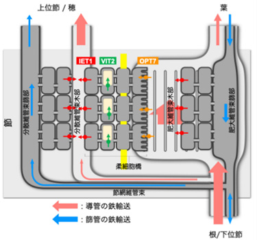イネの節で鉄を細胞外に排出する新奇輸送体を発見 岡山大学