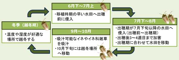 イネカメムシの発生サイクル（埼玉県農産物安全課・埼玉県病害虫防除所のチラシから）