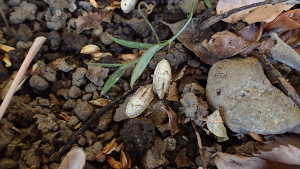 落ち葉の下や浅い土中で越冬中の成虫　提供：埼玉県防虫害防除所