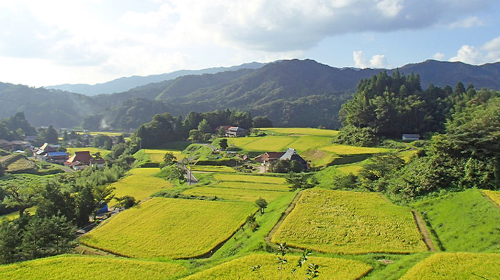 「源流仁多米こしひかり」の島根県奥出雲町・追谷地区の棚田が「つなぐ棚田遺産」に選定