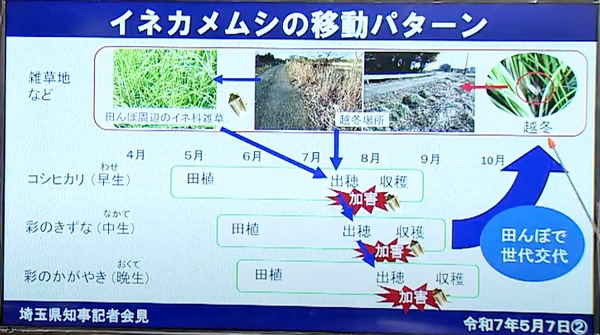 イネカメムシの移動パターン 　出所：埼玉県知事記者会見資料