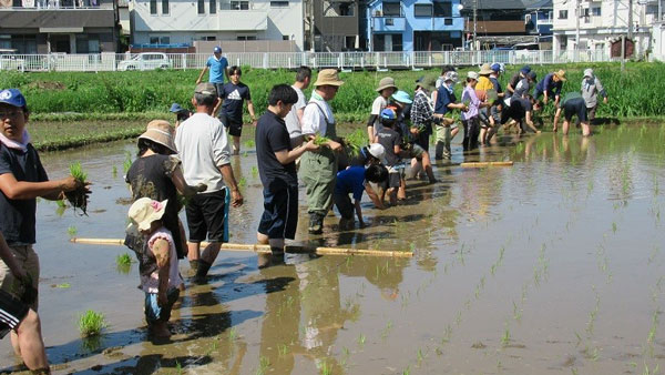 日野市で伝統的な稲作体験「田んぼの学校」　参加者募集