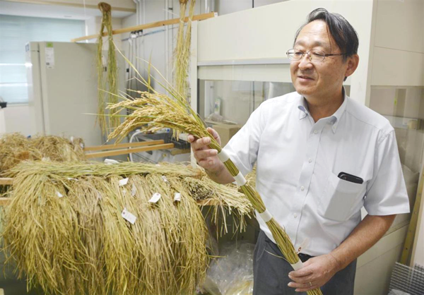 新潟大学農学部の三ツ井教授