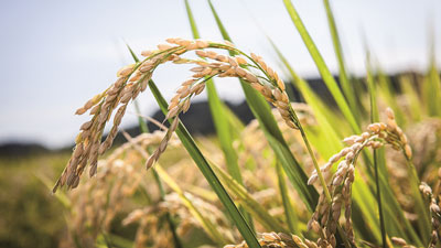 「xarvio FIELD MANAGER」活用で水稲生産者のJクレジット申請をサポート　BASFジャパン