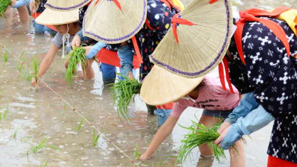 米文化伝える恒例の「お田植え祭」開催　早乙女と田植え体験も　岡山県