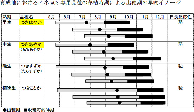 育成地におけるイネ WCS 専用品種の移植時期による出穂期の早晩イメージ