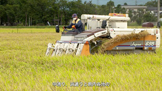 酒米「福乃香」の収穫