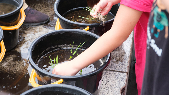 2020年の田植えの様子