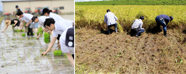 5月実施の田植えと9月実施の稲刈りの様子