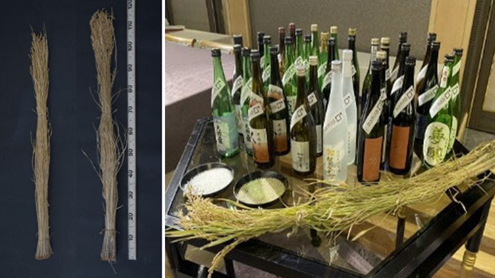 「石川酒68 号」（左）の背丈は「山田錦」より低い（左）、新品種「百万石乃白」を使って造られた石川県の各種の新酒（提供：石川県）