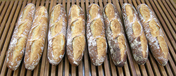 左から２本目と3本目がさちかおりを使ったフランスパン。膨らみの大きさが分かる