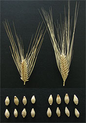 「ゆきみ六条」の穂と穀粒 左：ゆきみ六条、右：ミノリムギ